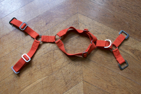 small orange harness for dog