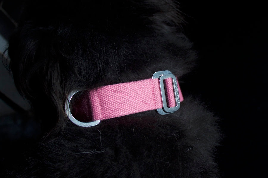 smart pink dog collar