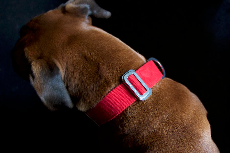 smart red dog collar