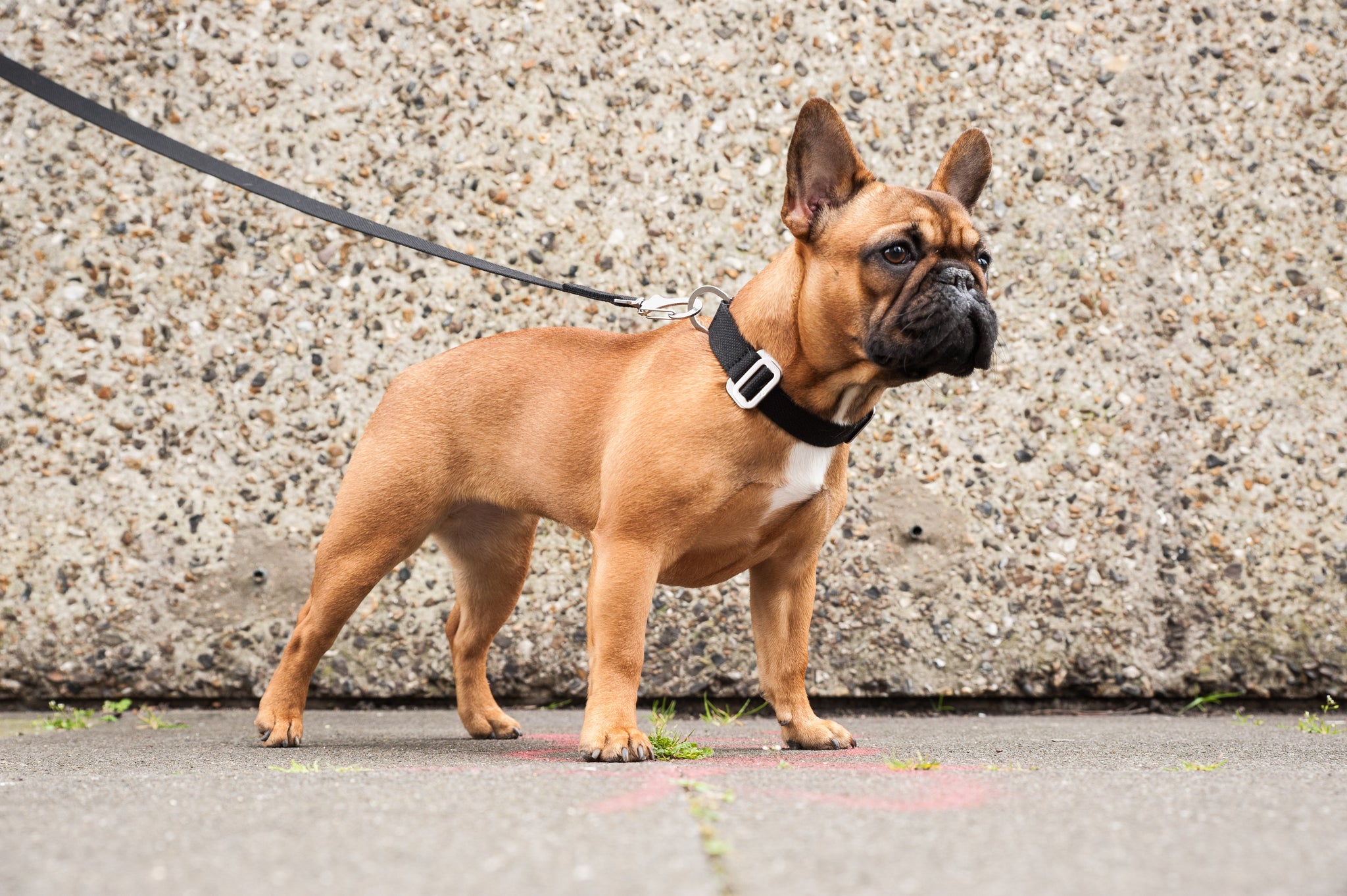 black collar and lead for frenchie