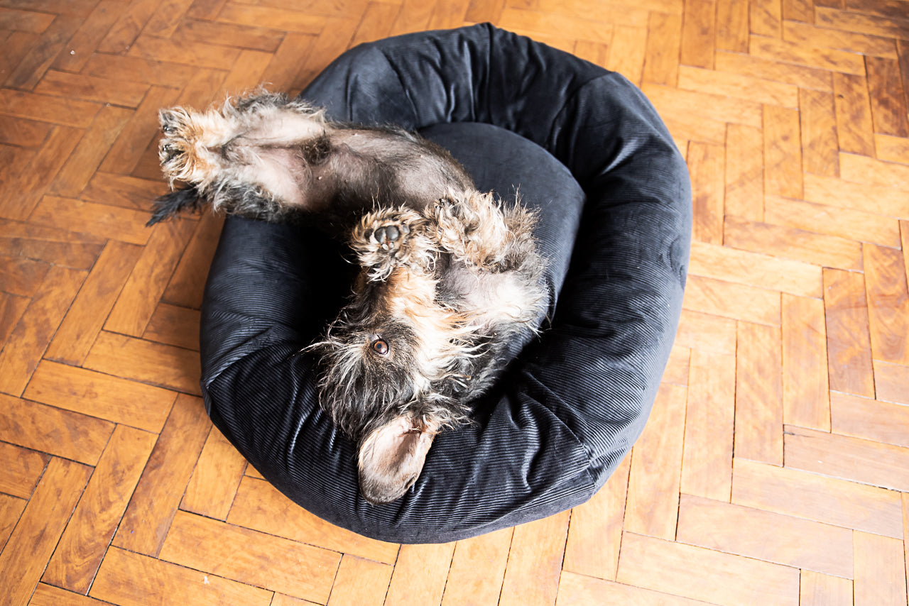 black comfy dog bed