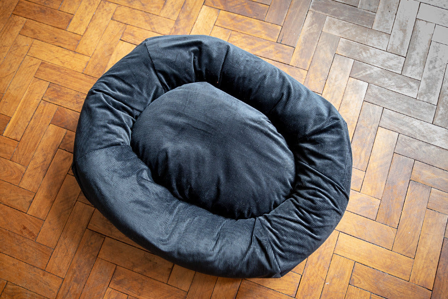 black dog bed