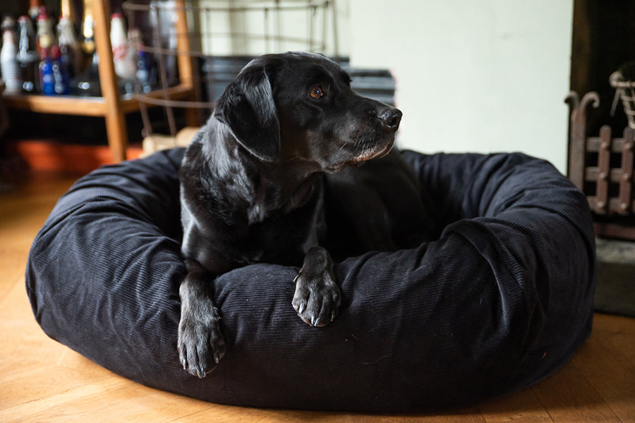 dog bed for black lab