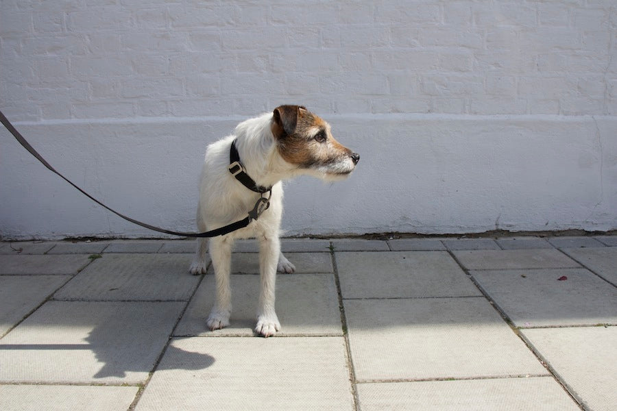 black collar and lead for a terrier