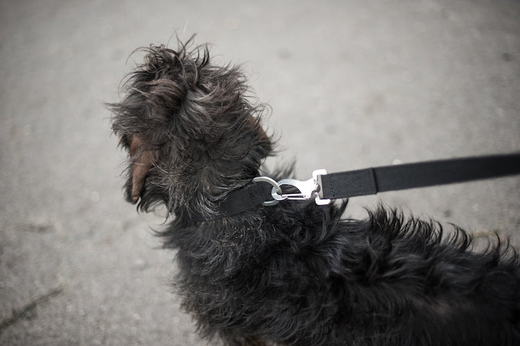 comfy black collar for small dog