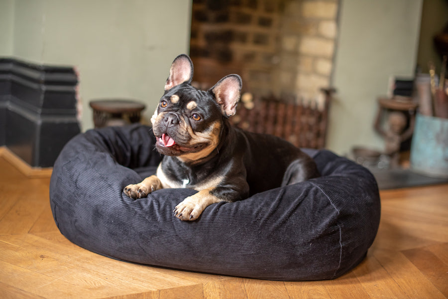 black dog bed for french bulldog