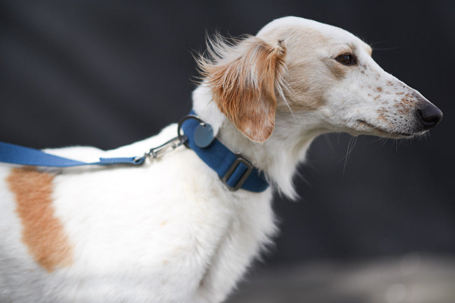 blue collar and lead for a saluki