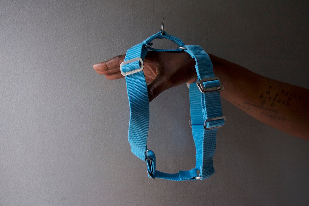 blue harness for dog