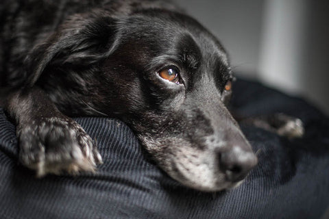 comfy black cord dog bed