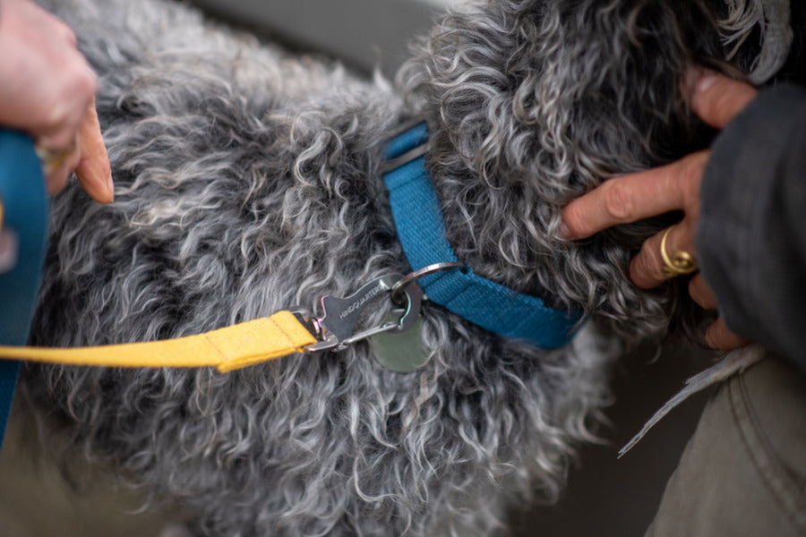 comfy blue dog collar and yellow lead