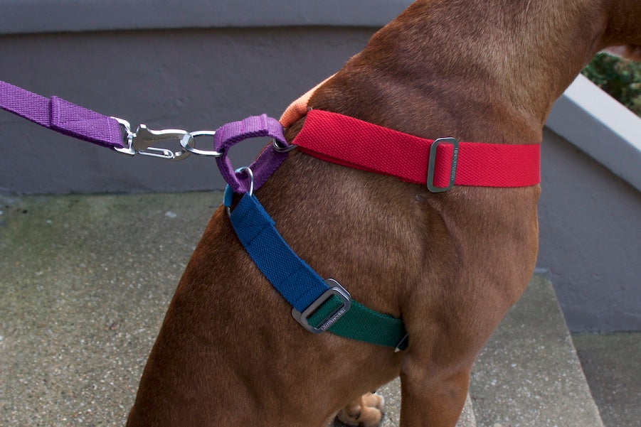 comfy colourful harness