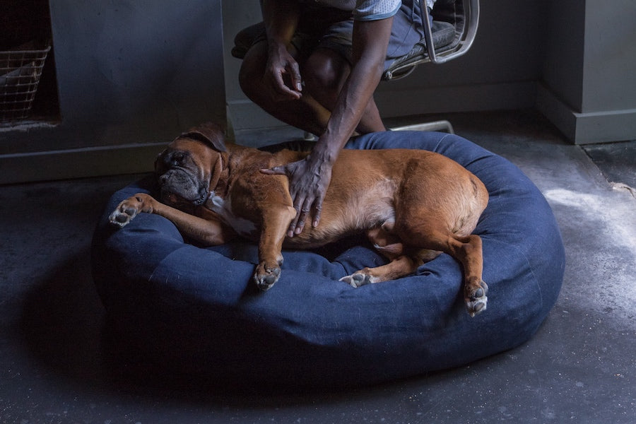 comfy denim dog bed for large dog