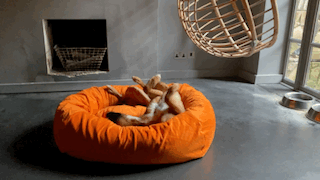 Orange Moleskin Dog Bed