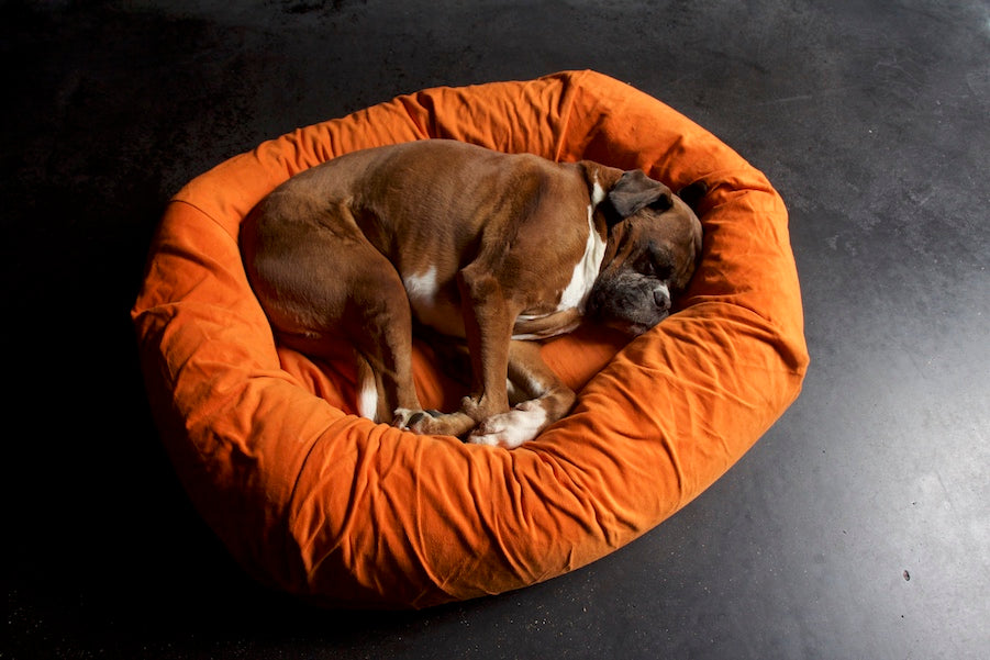 comfy orange dog bed