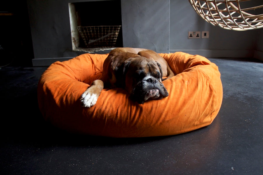 comfy orange dog bed for large dog