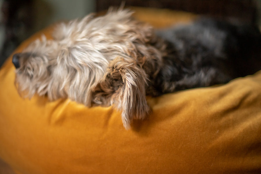 comfy velvet dog bed small size