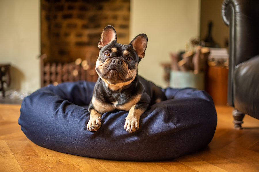 denim bed for french bulldog