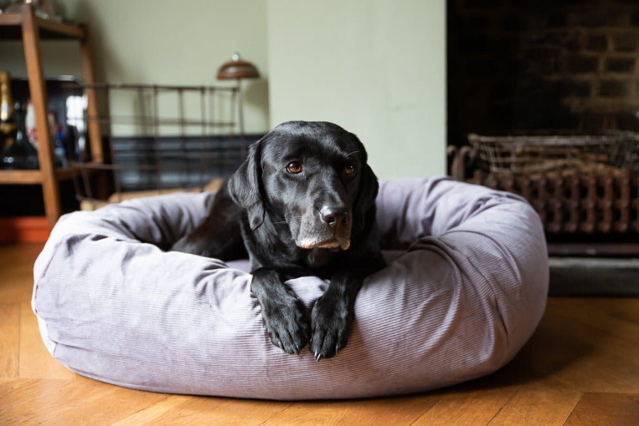 dog bed with washable removable covers