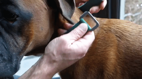 fastening a green dog collar