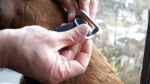 fastening a grey dog collar