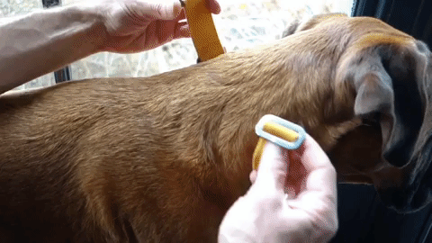 fastening a mustard yellow dog collar
