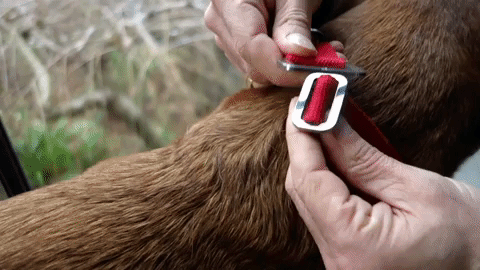 fastening a red collar