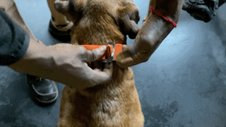 fastening an orange dog collar