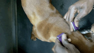 fastening a purple dog collar