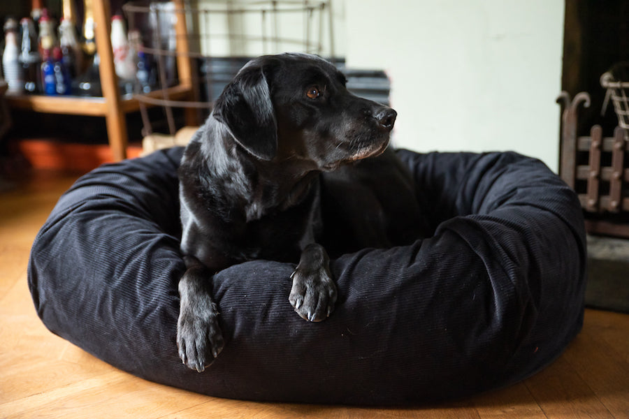 good dog bed for black lab