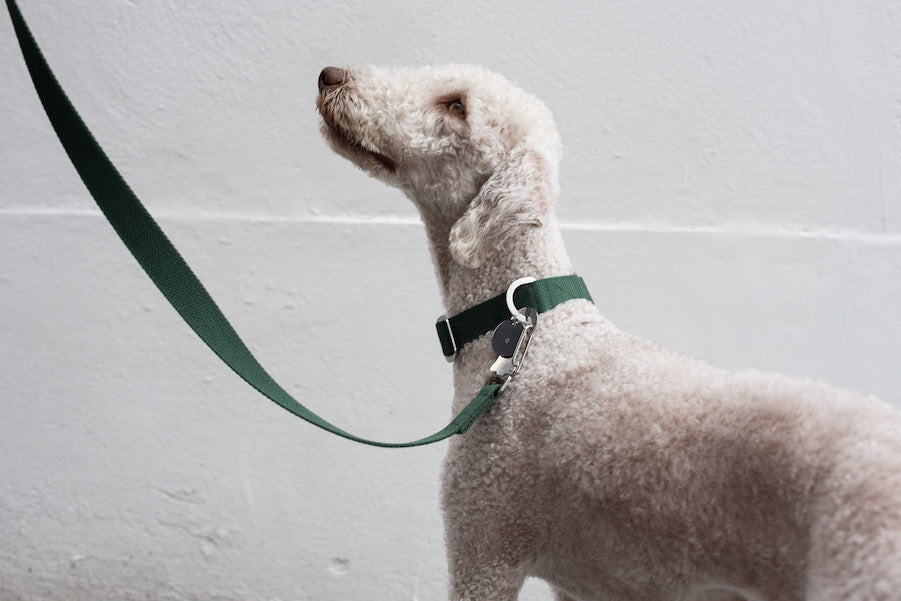 Slim green dog lead