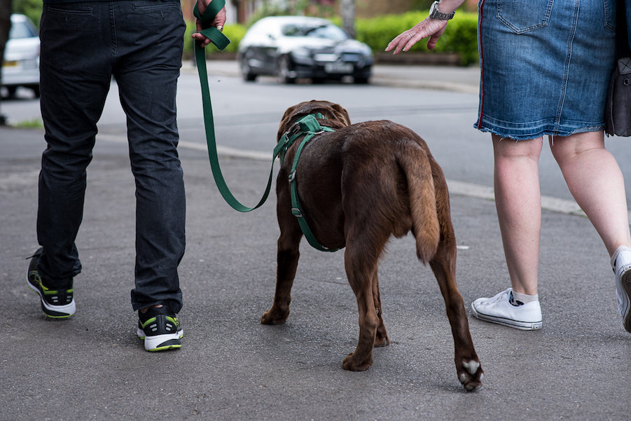 green harness for dog