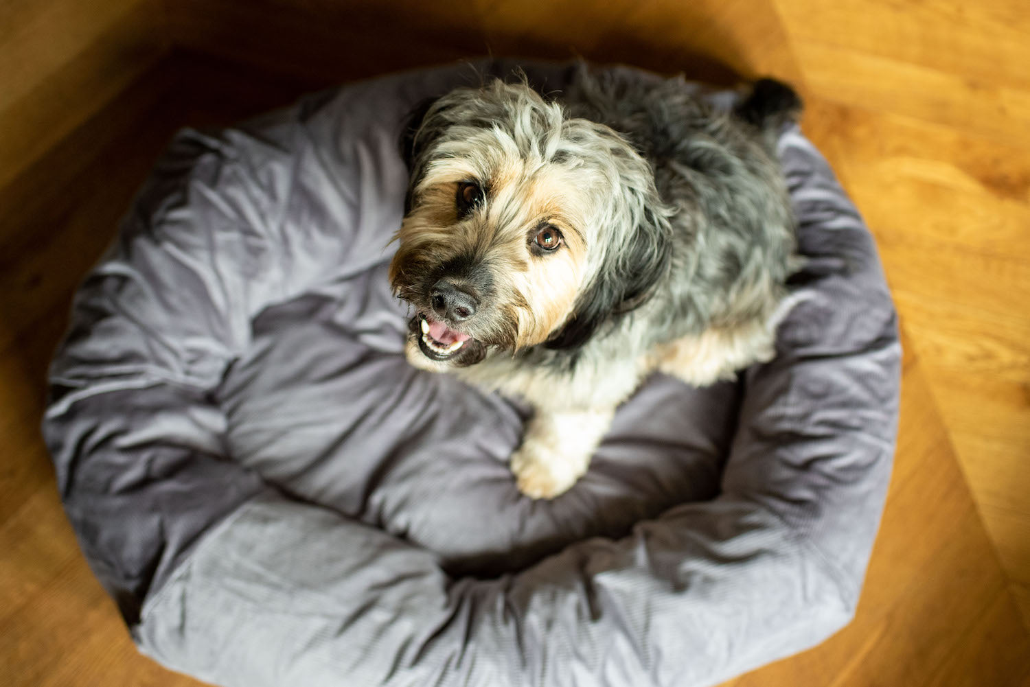 grey dog bed for cockapoo