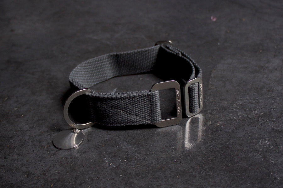 grey dog collar for dog