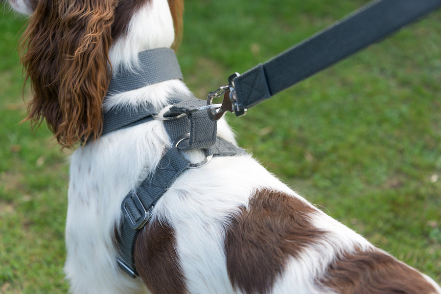 harness for a springer spaniel