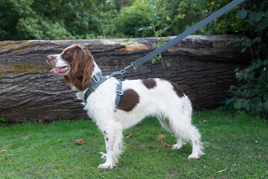 harness for a spaniel