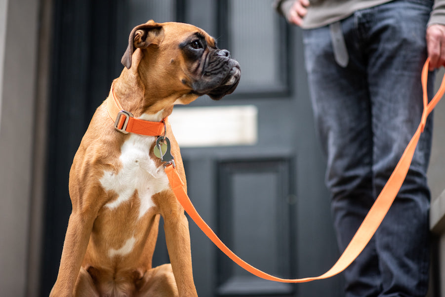 matching orange dog collar and lead