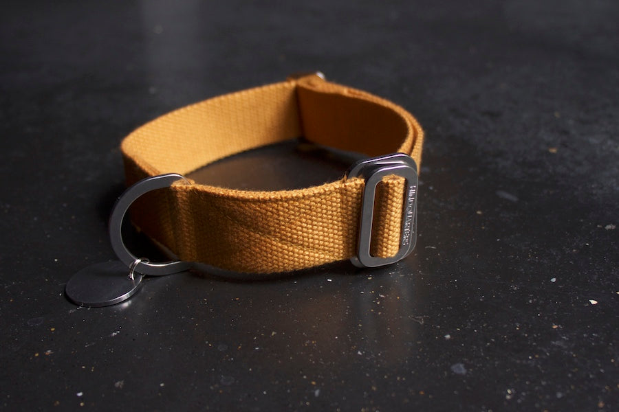 mustard yellow dog collar for dog