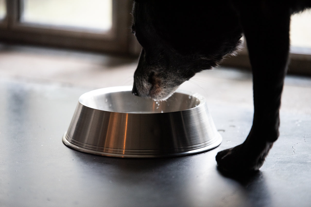 nice dog water bowl