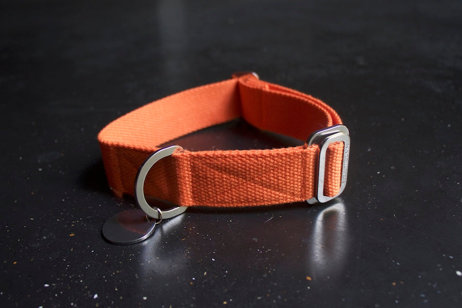 orange dog collar uk