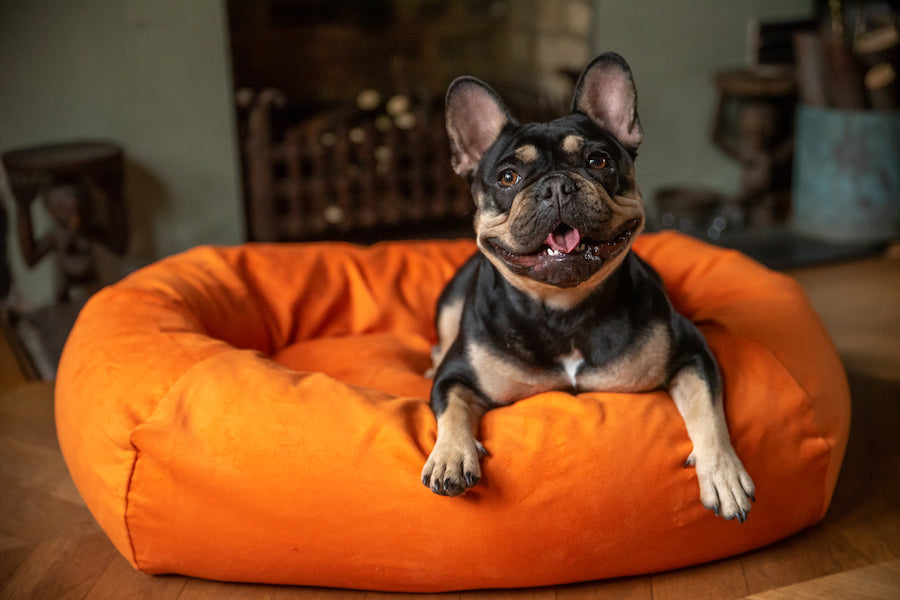 orange small dog bed for frenchie