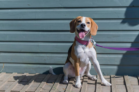 pink collar for beagle