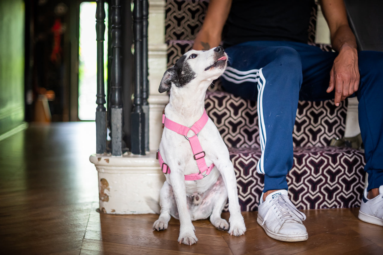 pink cotton harness