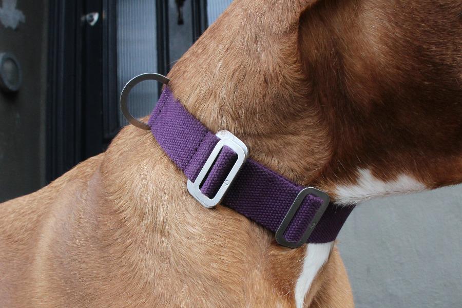 large purple dog collar