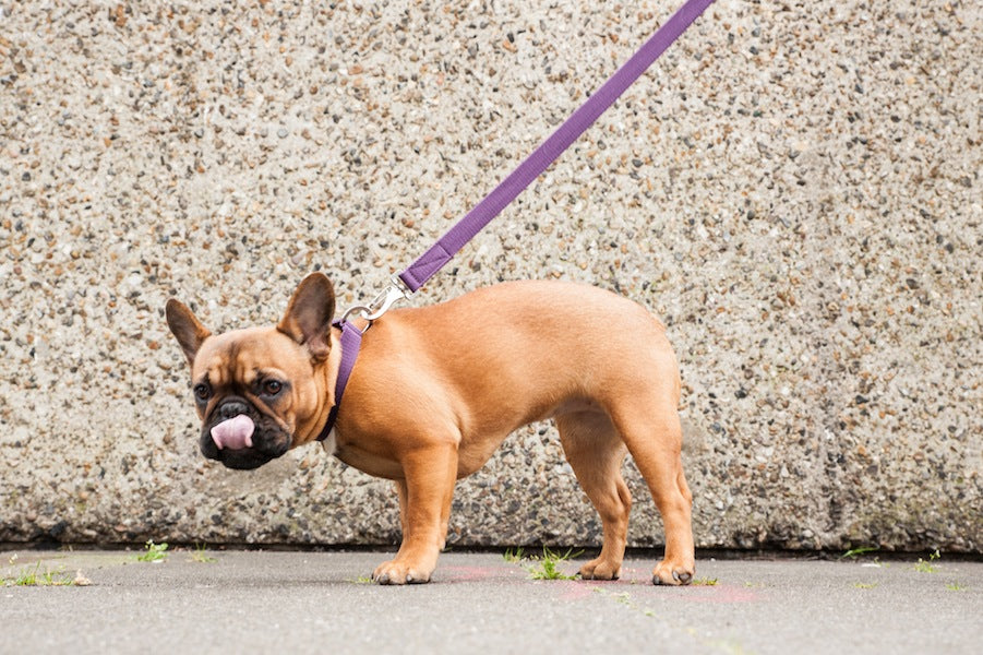 purple dog collar and lead for a frenchie