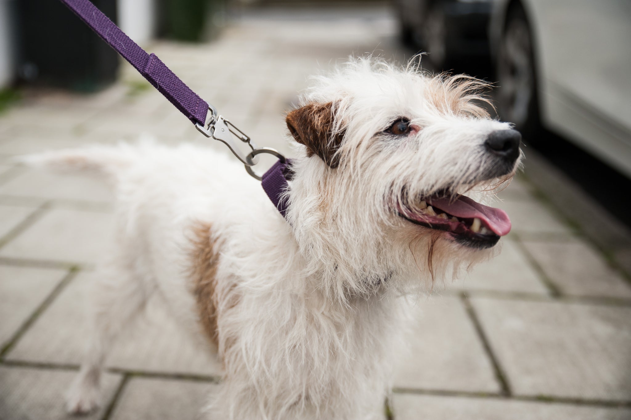 purple dog lead for parsons terrier