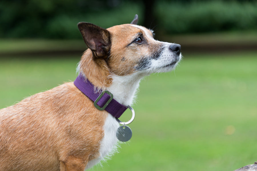 purple dog collar for small dog