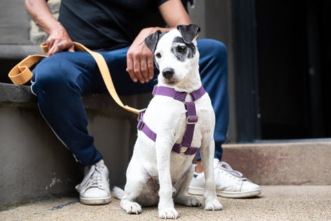 purple harness for a terrier