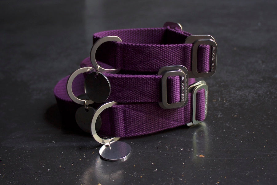 purple collars for dogs