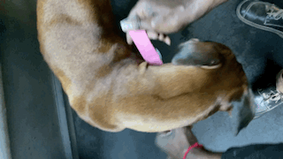 putting a pink collar on