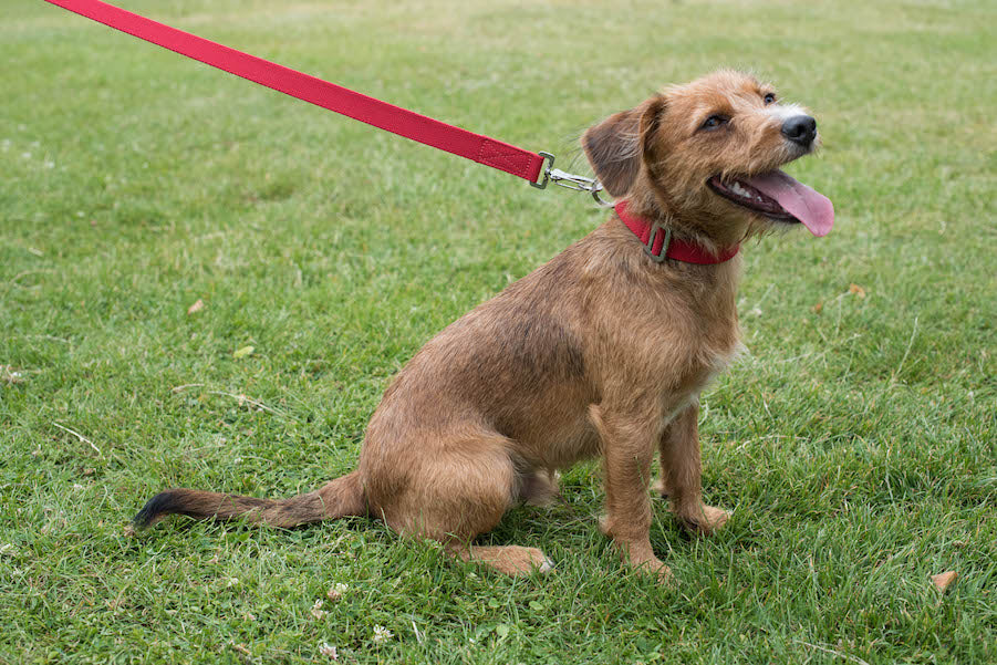 terrier looking good in red collar and lead